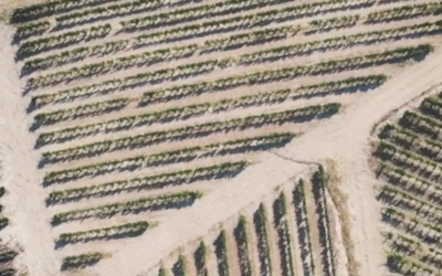958 SANTERO e la vendemmia del moscato bianco